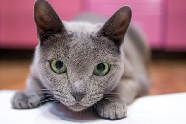 Domestic Russian blue cat is playing hunting Cat hid and opened its green eyes wide before jumping