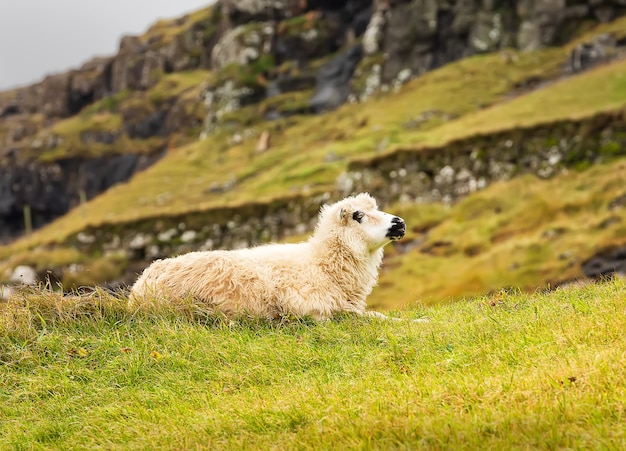 Domestic sheep laying on grass countryside of Faroe Islands