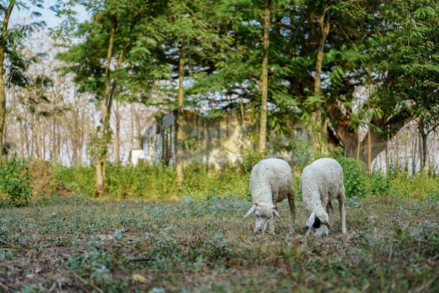 Domestic sheep Ovis aries are quadrupedal ruminant mammals typically kept as livestock