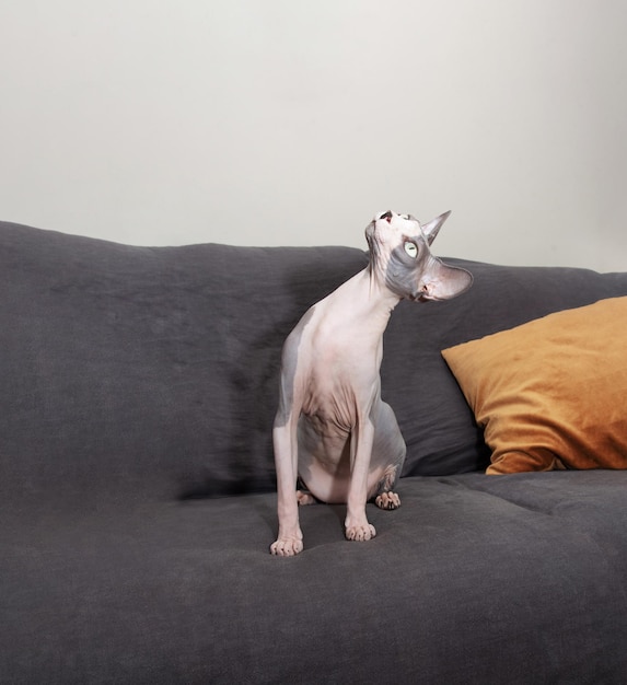 Domestic sphynx cat looking up Home interior