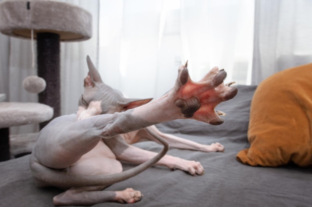 Domestic sphynx cat preening itself Home interior