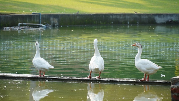 Domestic swans standing near the water