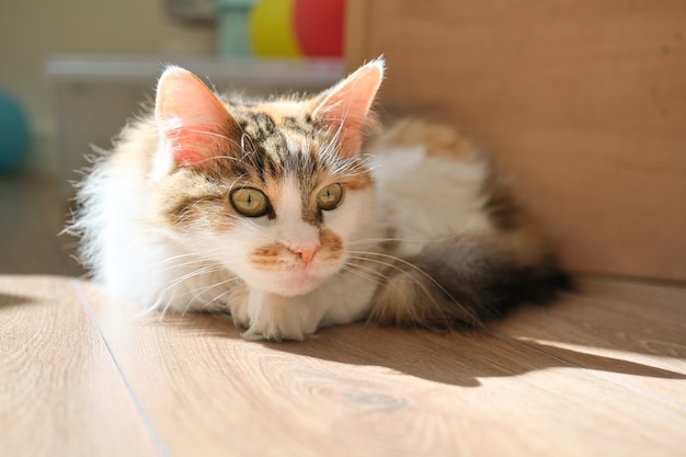 Domestic tricolor cat lying on the floor in the room