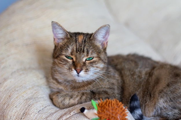 Domestic tricolor white gray red halfbreed cat with green eyes lies on the sofa with a toy Closeup