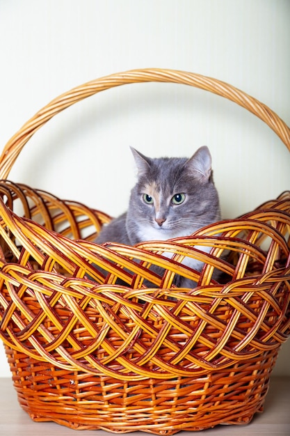 Domestic tricolor white gray red mestizo cat with yellowgreen eyes sits in a large brown basket Closeup light background