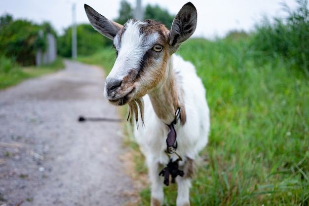 Domestic white and gray goat standing on leash in pasture