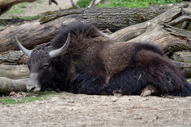 Domestic yak Bos grunniens which is lying