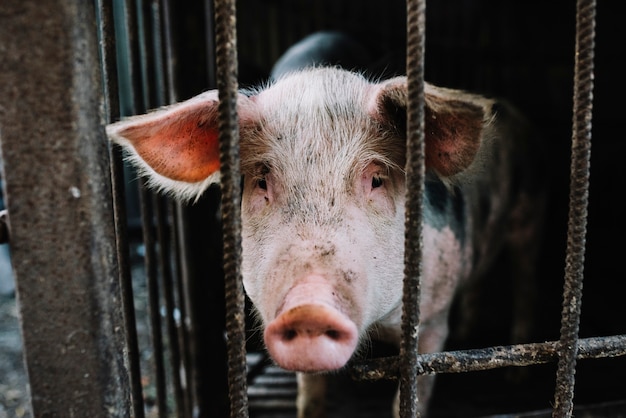 Domestic young piglet noses sniff for food from cage