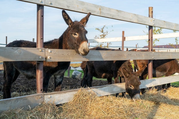 Domesticated black donkeys in the paddock on the farm. Pets on a summer day.