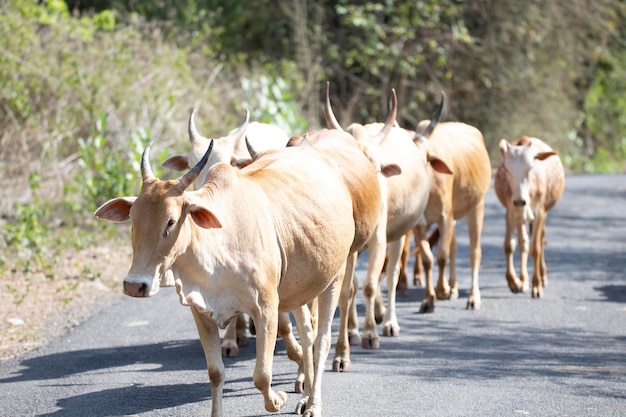 Domesticated cattle or Cows walking on a road in dense vegetation