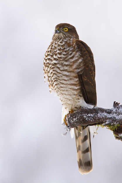 Dominant eurasian sparrowhawk sitting on a bough in winter