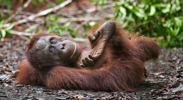 Dominant male orangutan is lying on the ground. Close-up. Indonesia. The island of Kalimantan (Borneo).