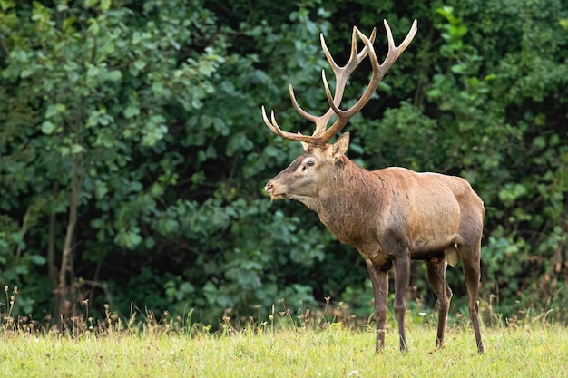 Dominant red deer stag standing on a glade from front view