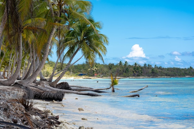 Dominican Republic beautiful Caribbean coast with turquoise water and palm trees