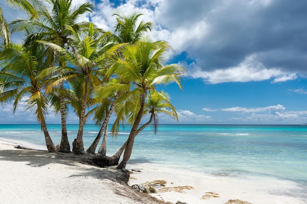 Dominican Republic beautiful Caribbean coast with turquoise water and palm trees