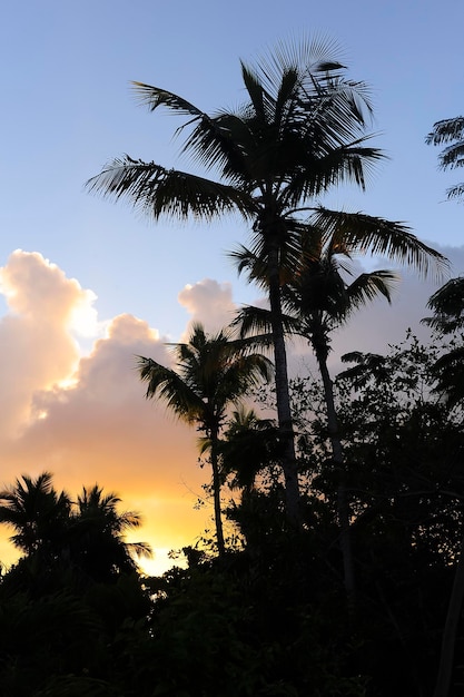 Dominican Republic jungle sunset silhouette 2