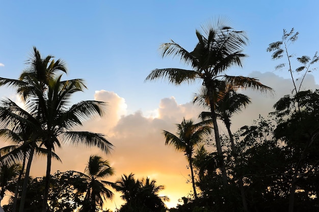 Dominican Republic jungle sunset silhouette