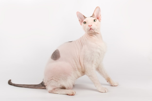 Don Sphynx cat on a white background