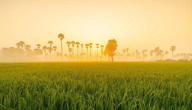 Dong Tan trees in green rice field in national park at sunset in Sam Khok district in rural area