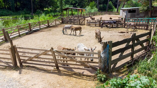 Donkey farm Aerial drone view flight over many donkeys in corral on donkey farm