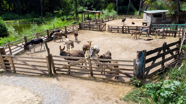 Donkey farm Aerial drone view flight over many donkeys in corral on donkey farm