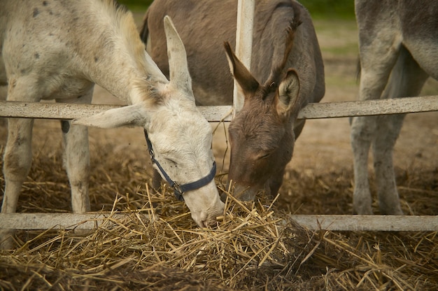 Donkey in the farm enclosure in summer time