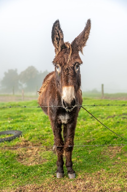 Donkey on the farm in the fog