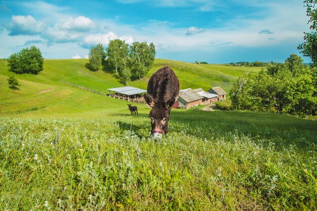 The donkey grazes on the farm. Selective focus.