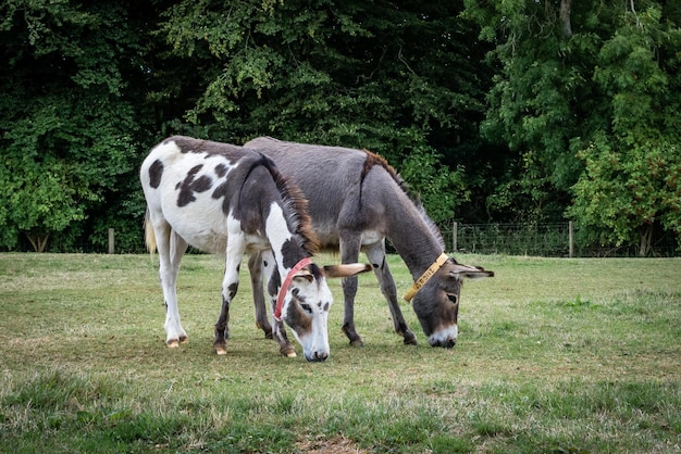 Donkey grazing in a field