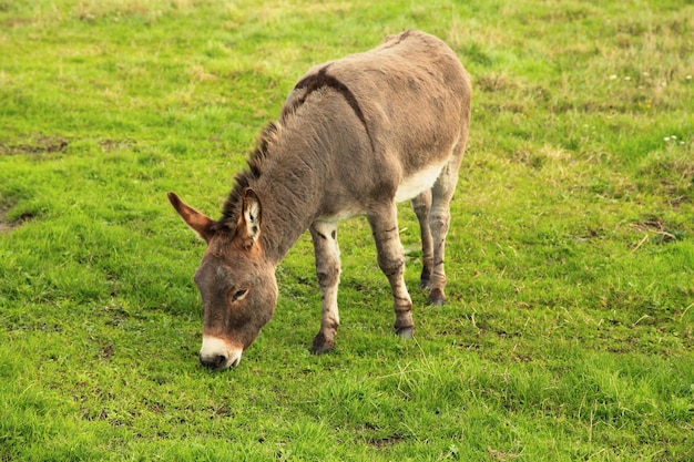 Donkey grazing grass in a pasture