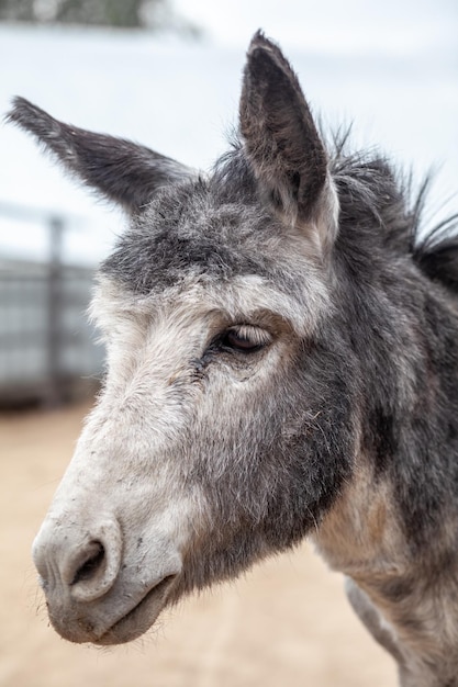 Donkey head closeup at the animal farm Portrait of a gray donkey Donkey farm animal