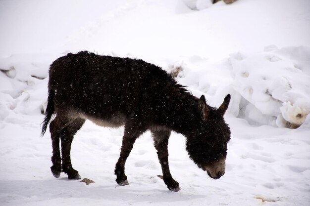 Donkey or Mule walking find food on ground when snowing at Zingral Changla Pass to Leh Ladakh on Himalaya mountain in Jammu and Kashmir India