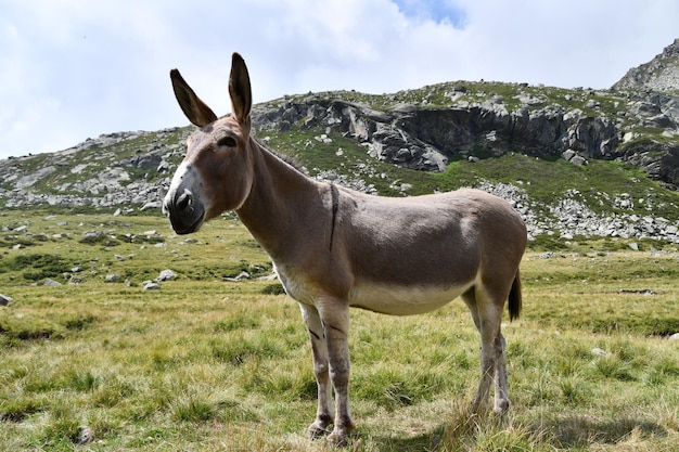 A donkey stands in a field with mountains in the background