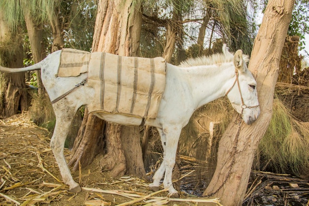 Donkey in a traditional Egyptian village near Cairo, Egypt