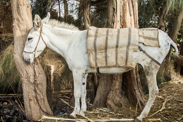 Donkey in a traditional Egyptian village near Cairo, Egypt