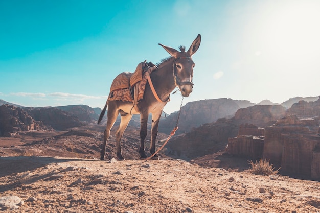 Donkey with a saddle on its back on ayt blue sky under a bright sun in the desert. Donkey in a desert to be ride inside Petra.