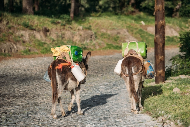 Donkeys carrying heavy water bottles and canisters on Santo Antao Island in Cape Verde