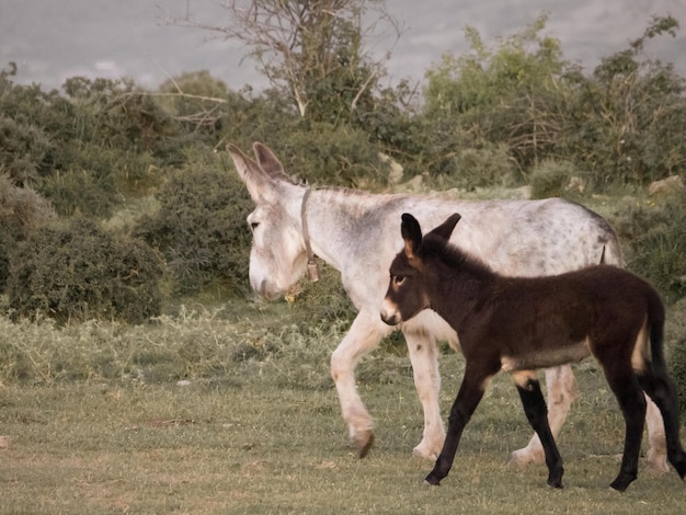 Donkeys grazing on the pasture