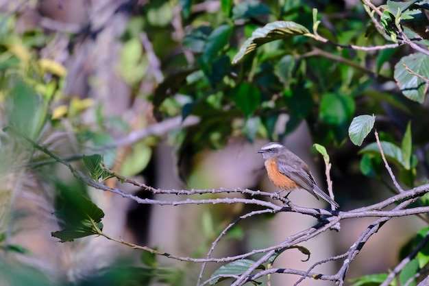 DOrbignys ChatTyrant Ochthoeca oenanthoides