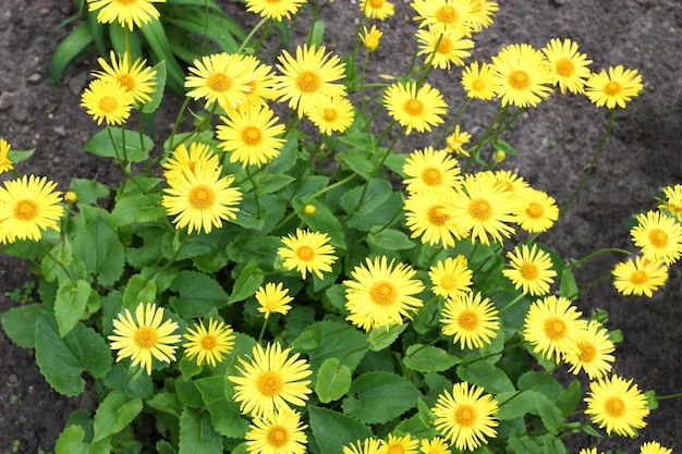 Doronicum yellow flowers