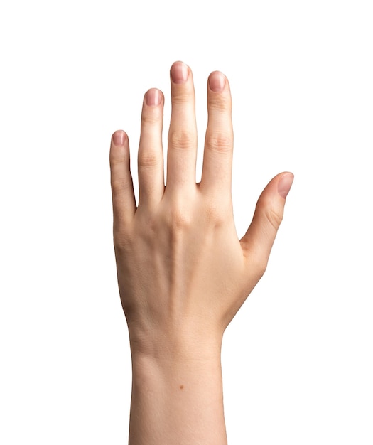 Dorsal front side of hand isolated on white