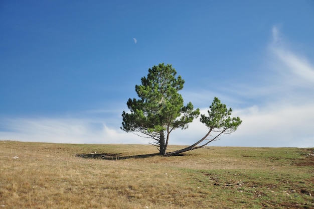 Double pine The landscape is high in the mountains Lonely tree