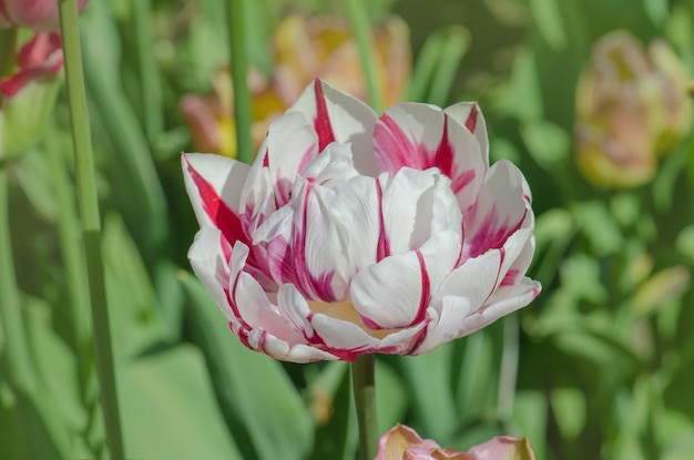 Double white tulip with red stripes Double tulip Carneval de Nice