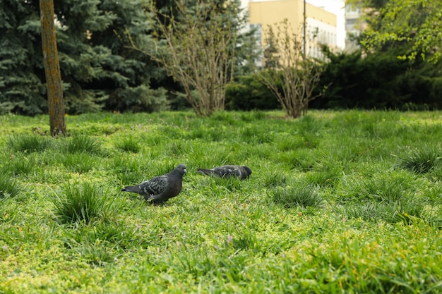 Dove walking on green grass in park. Spring