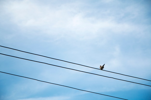 A dove on wire with blue sky