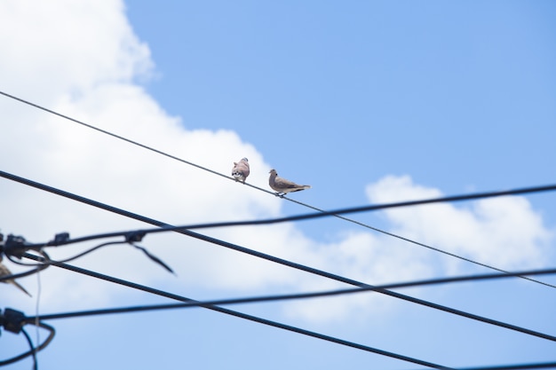 Dove on wires and blue sky background