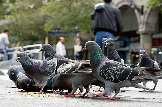 Doves eating from the floor in the city