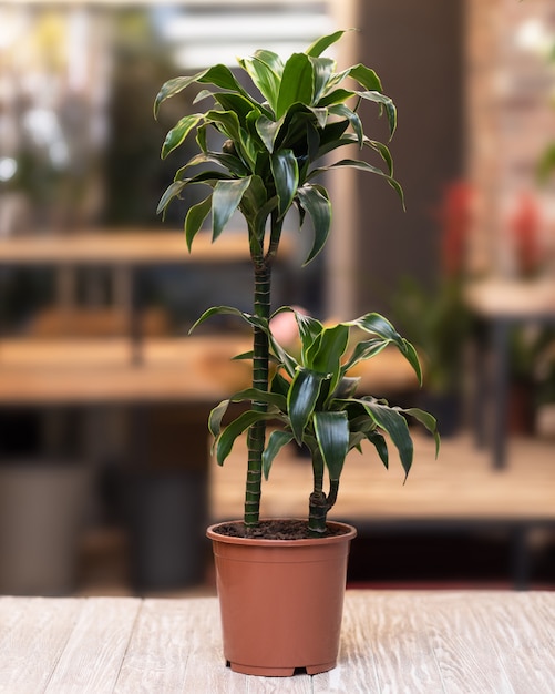 Dracaena cane in the pot on the table