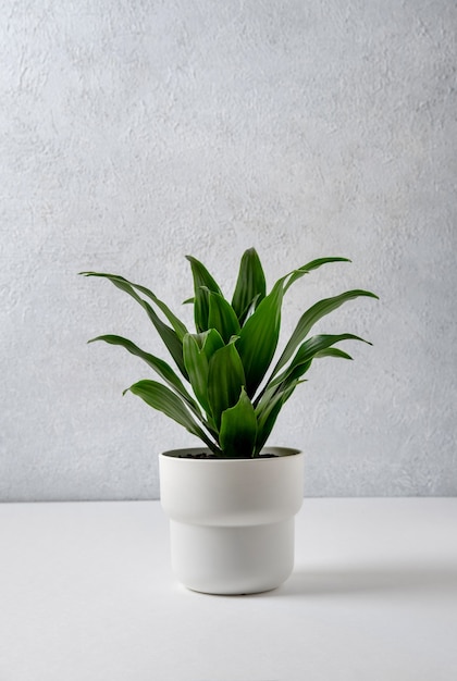 Dracaena compacta in a white pot on a grey background. Home and garden concept.