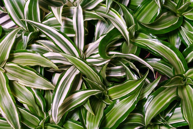 Dracaena deremensis leaves close up close up of green with white leaves plant dracaena or dracaena a...